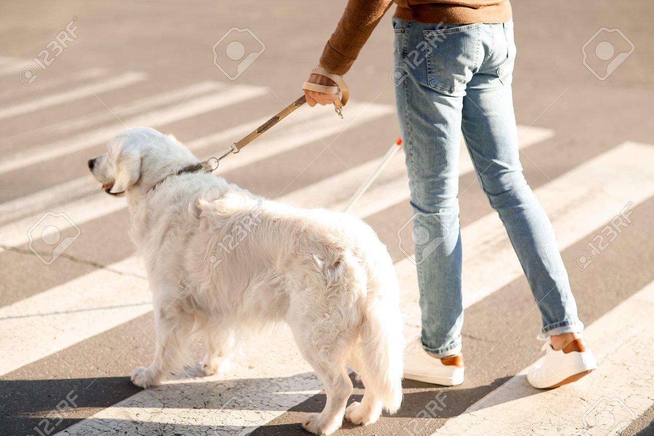 195758849-guide-dog-with-blind-man-crossing-road-in-city